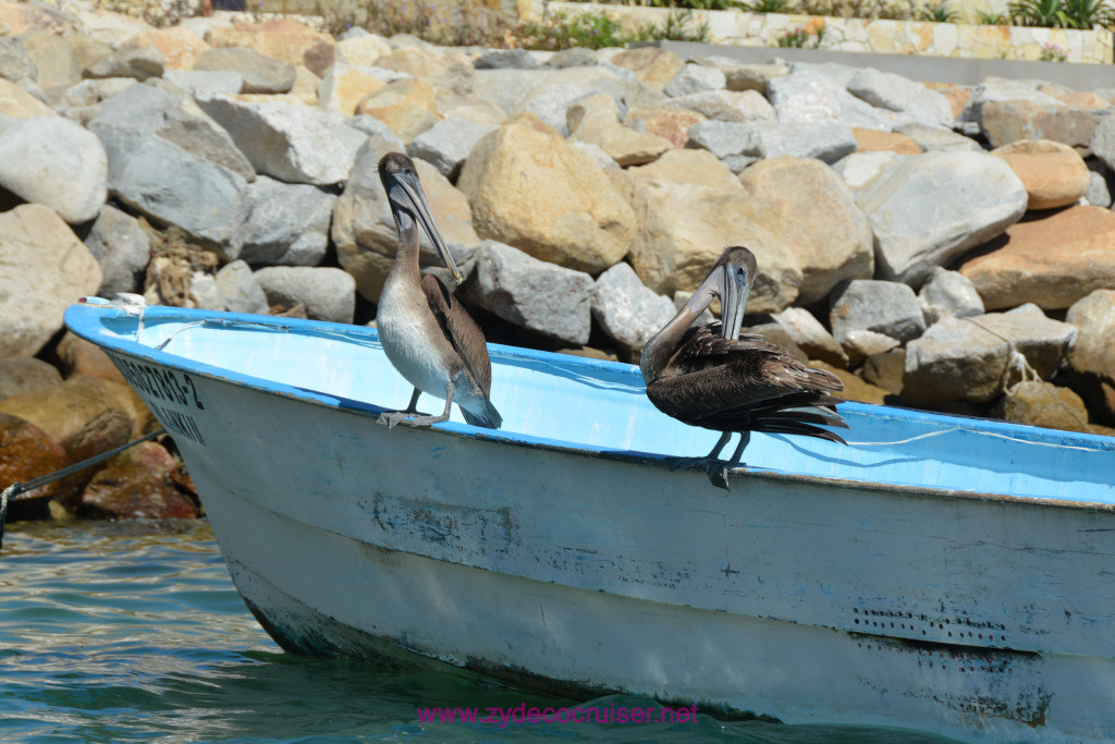 196: Carnival Splendor Panama Canal Journey Cruise, Cabo San Lucas, Prlicans