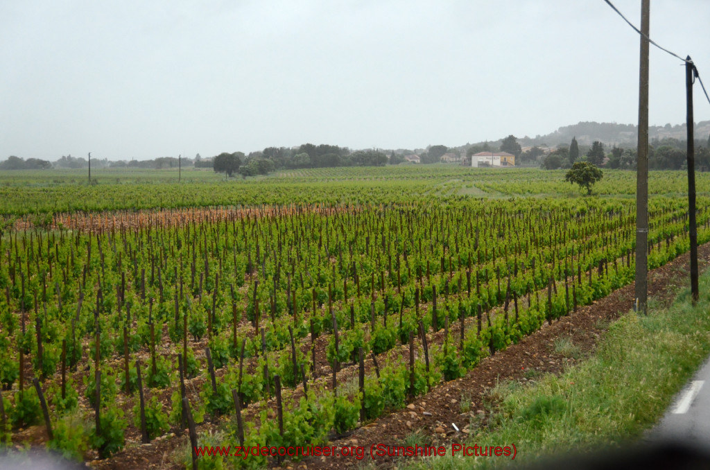 098: Carnival Sunshine Cruise, Marseilles, Châteauneuf Du Pape & Avignon Tour, Chateauneuf du Pape Vineyards, 