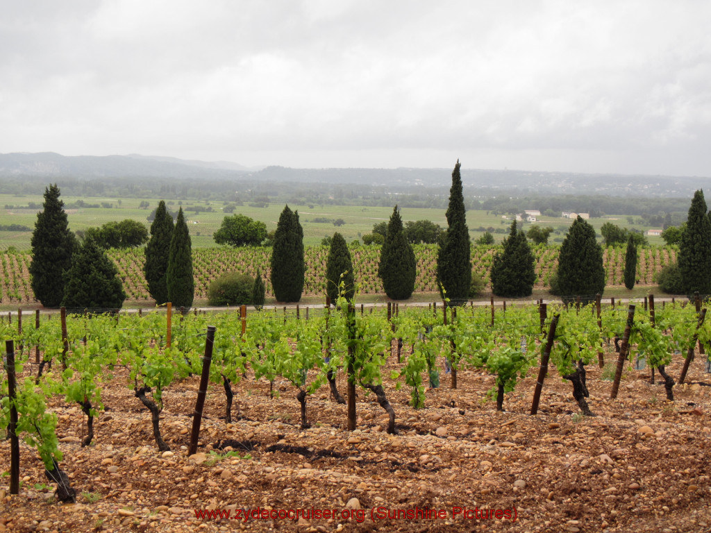 107: Carnival Sunshine Cruise, Marseilles, Châteauneuf Du Pape & Avignon Tour, Chateauneuf du Pape Vineyards, 