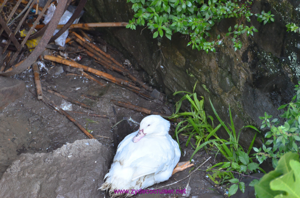 081: Carnival Sunshine Cruise, La Spezia, Cinque Terre Tour, Manarola, Riomaggiore, 