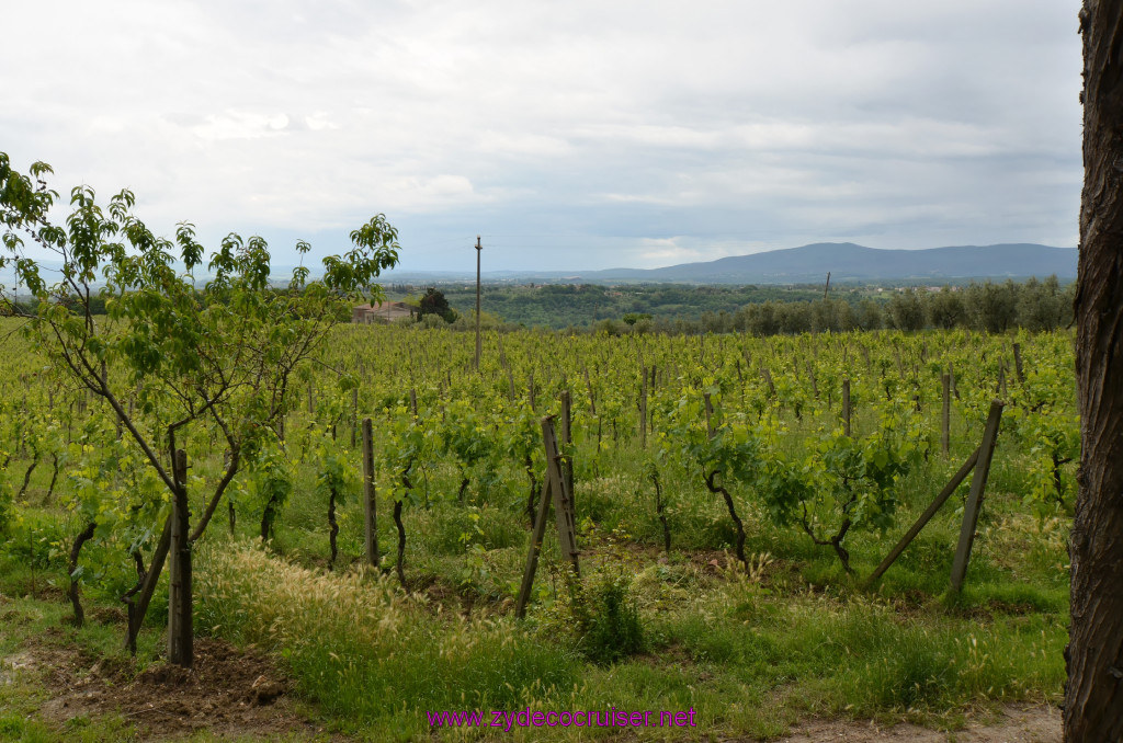 276: Carnival Sunshine Cruise, Livorno, Fattoria il Plano San Gimignano, Carlesi Zucconi Family Winery, 