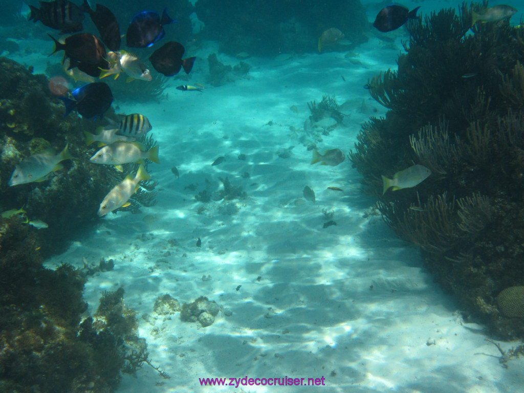 042: Carnival Sunshine Cruise, Nov 21, 2013, Grand Cayman, Sotos Cruises, Coral Gardens, 