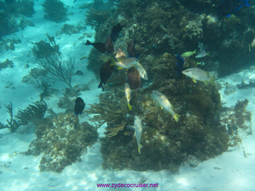 043: Carnival Sunshine Cruise, Nov 21, 2013, Grand Cayman, Sotos Cruises, Coral Gardens, 