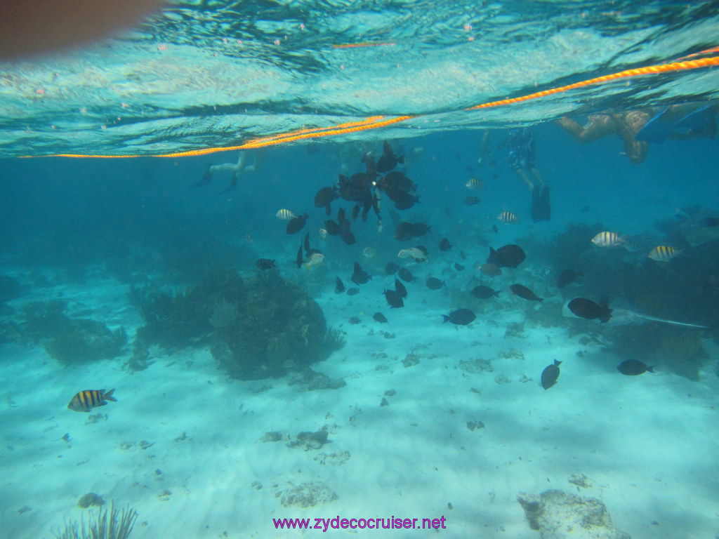 048: Carnival Sunshine Cruise, Nov 21, 2013, Grand Cayman, Sotos Cruises, Coral Gardens, 