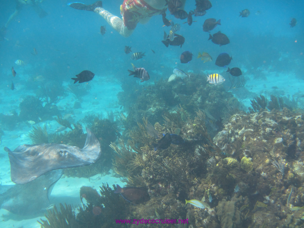 064: Carnival Sunshine Cruise, Nov 21, 2013, Grand Cayman, Sotos Cruises, Coral Gardens, 