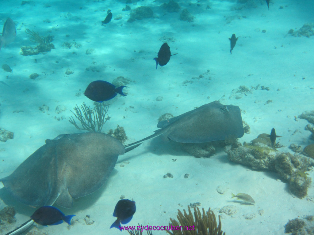 065: Carnival Sunshine Cruise, Nov 21, 2013, Grand Cayman, Sotos Cruises, Coral Gardens, 