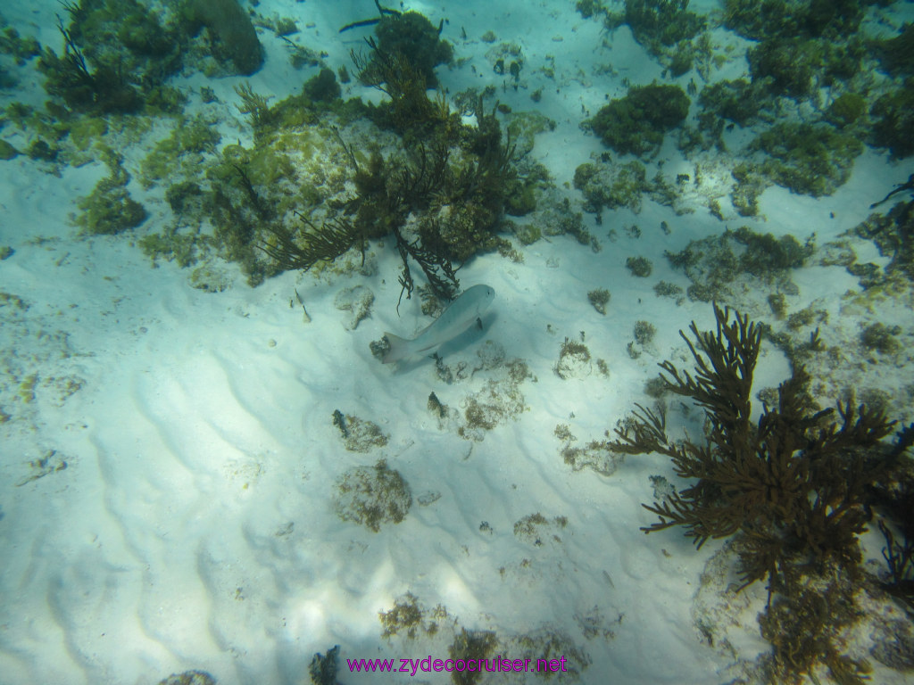 080: Carnival Sunshine Cruise, Nov 21, 2013, Grand Cayman, Sotos Cruises, Coral Gardens, 