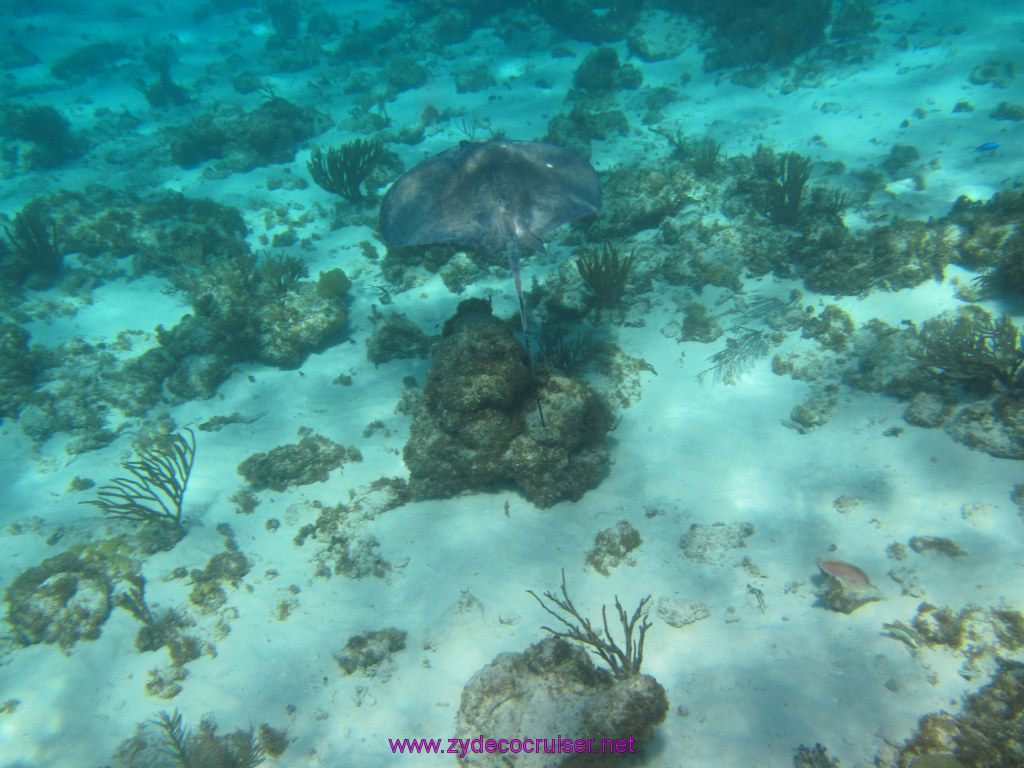 089: Carnival Sunshine Cruise, Nov 21, 2013, Grand Cayman, Sotos Cruises, Coral Gardens, 