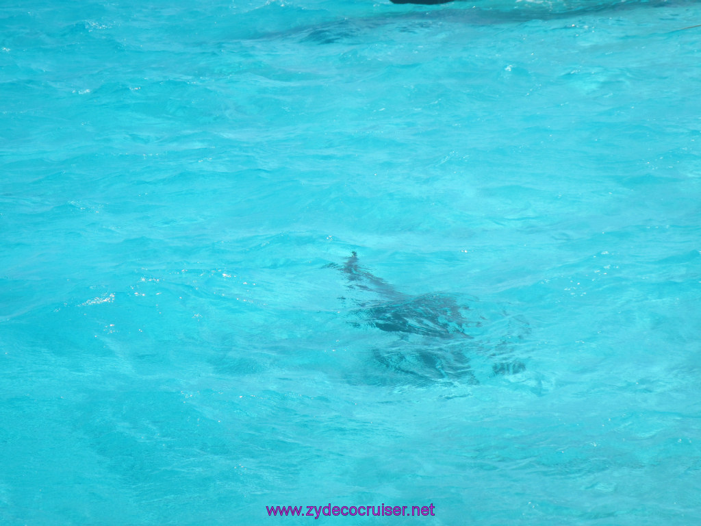 104: Carnival Sunshine Cruise, Nov 21, 2013, Grand Cayman, Sotos Cruises, Sting Ray Sandbar, Dolphin, 