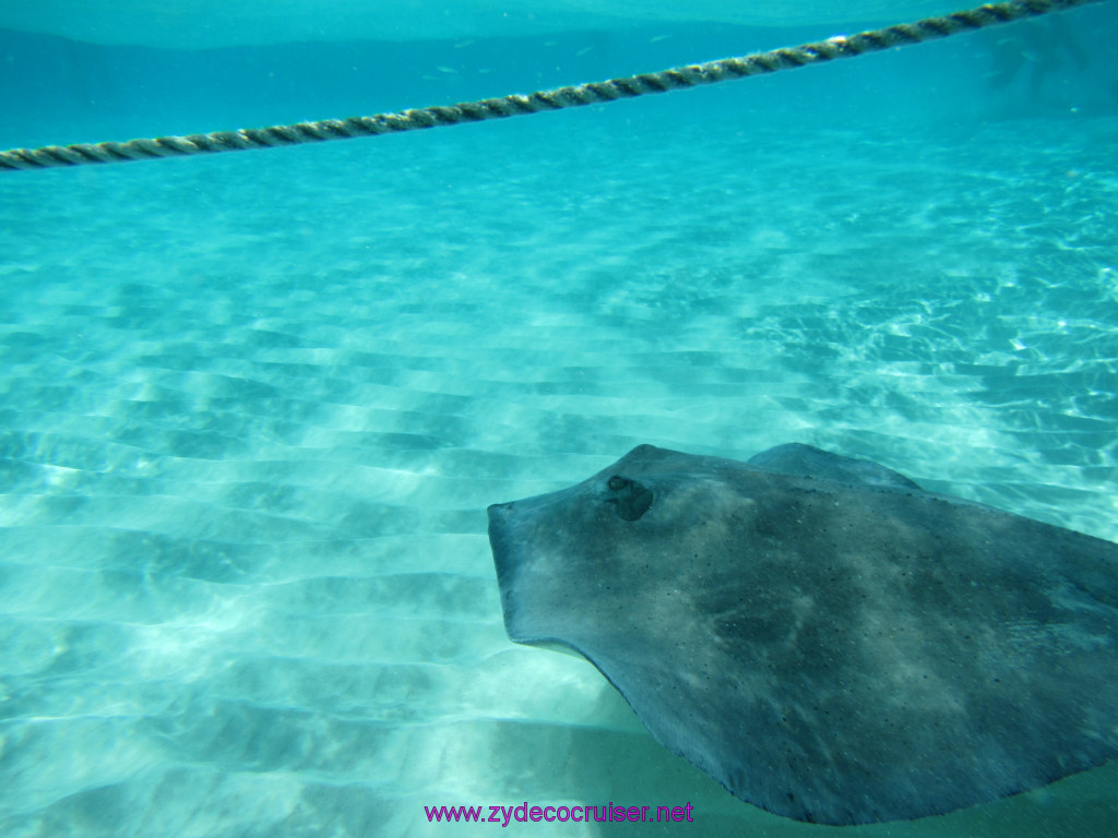 111: Carnival Sunshine Cruise, Nov 21, 2013, Grand Cayman, Sotos Cruises, Sting Ray Sandbar, 