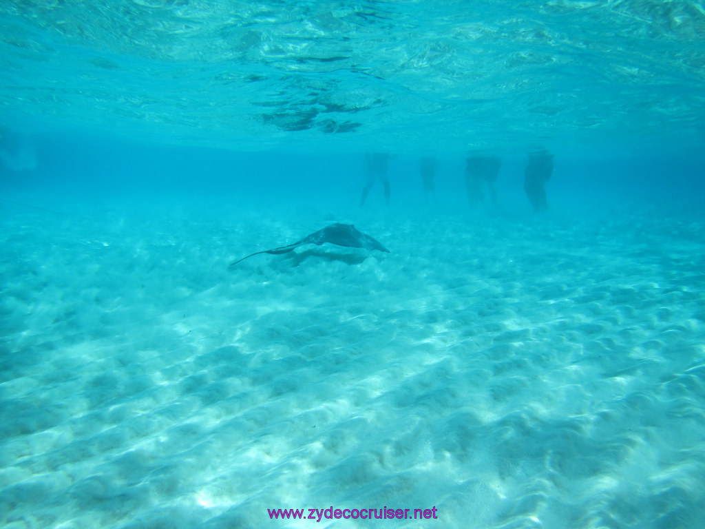 112: Carnival Sunshine Cruise, Nov 21, 2013, Grand Cayman, Sotos Cruises, Sting Ray Sandbar, 