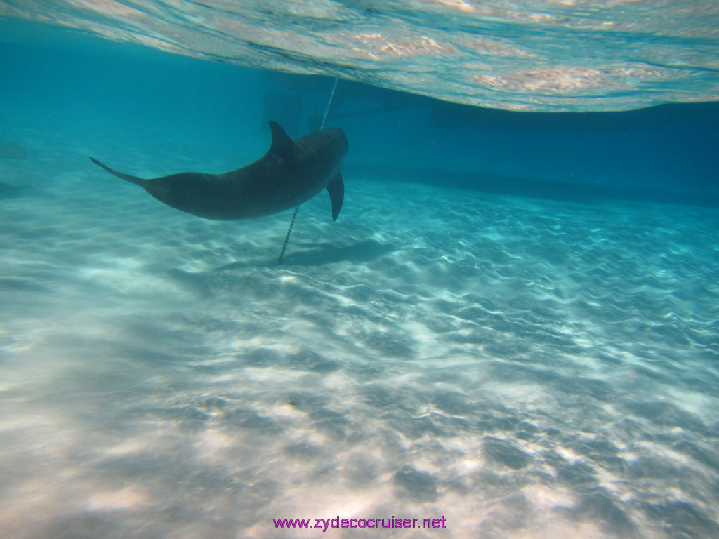 114: Carnival Sunshine Cruise, Nov 21, 2013, Grand Cayman, Sotos Cruises, Sting Ray Sandbar, Dolphin, 