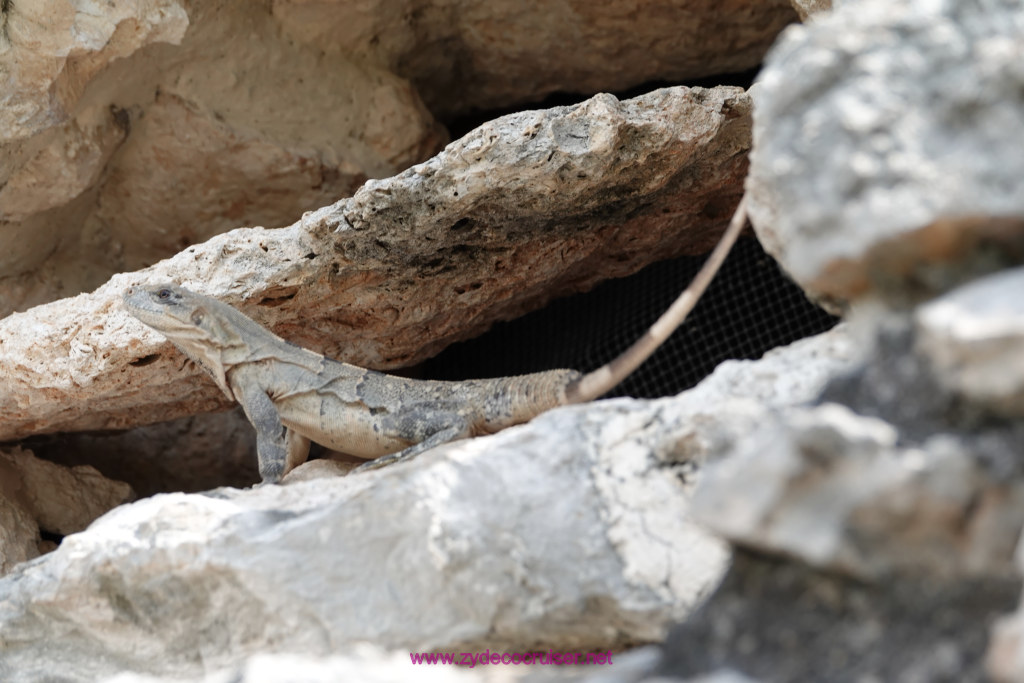 166: Carnival Valor Cruise, Progreso, The Ruins of Mayapan, 