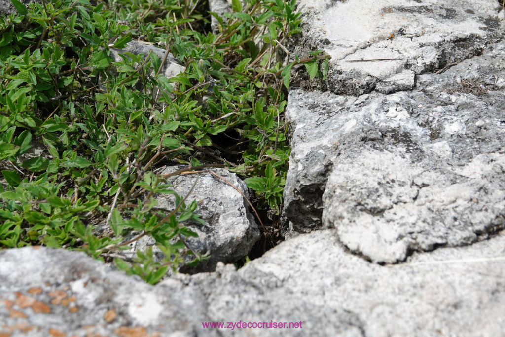 167: Carnival Valor Cruise, Progreso, The Ruins of Mayapan, 