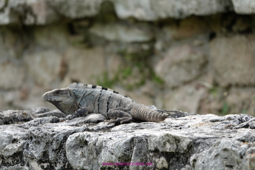 170: Carnival Valor Cruise, Progreso, The Ruins of Mayapan, 