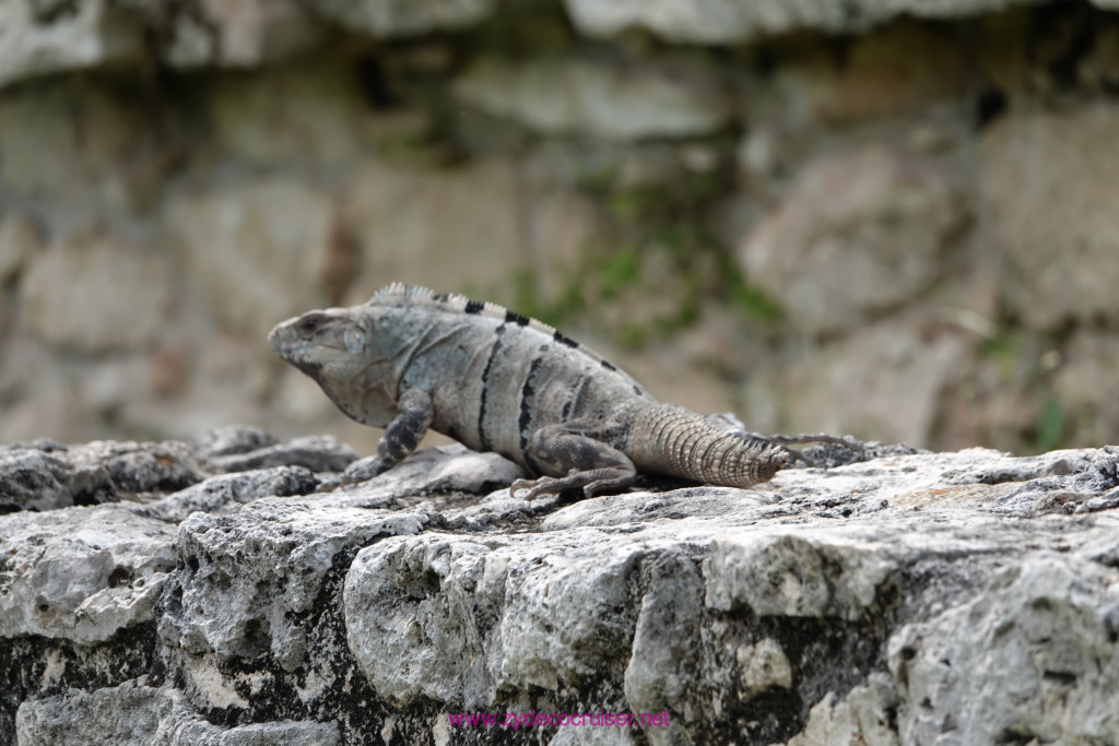 171: Carnival Valor Cruise, Progreso, The Ruins of Mayapan, 