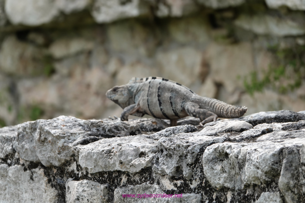 173: Carnival Valor Cruise, Progreso, The Ruins of Mayapan, 