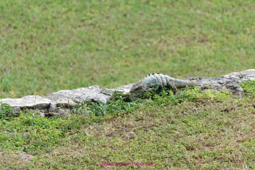 185: Carnival Valor Cruise, Progreso, The Ruins of Mayapan, 