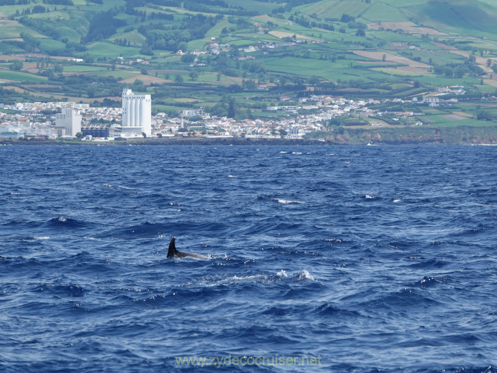 Carnival Venezia Transatlantic Cruise, Ponta Delgada, Moby Dick Whale and Dolphin Watching Tour, Dolphins