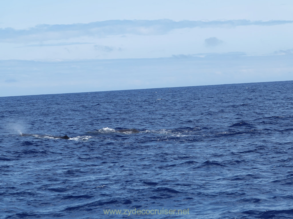 Carnival Venezia Transatlantic Cruise, Ponta Delgada, Moby Dick Whale and Dolphin Watching Tour, Sperm Whale