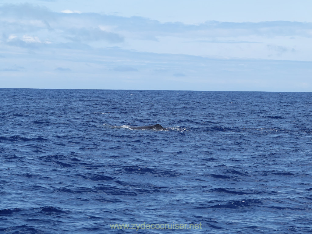 Carnival Venezia Transatlantic Cruise, Ponta Delgada, Moby Dick Whale and Dolphin Watching Tour, Sperm Whale