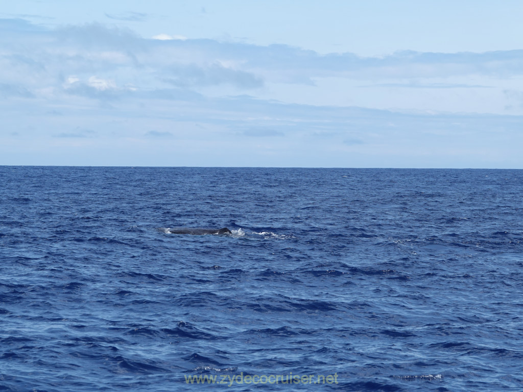 Carnival Venezia Transatlantic Cruise, Ponta Delgada, Moby Dick Whale and Dolphin Watching Tour, Sperm Whale