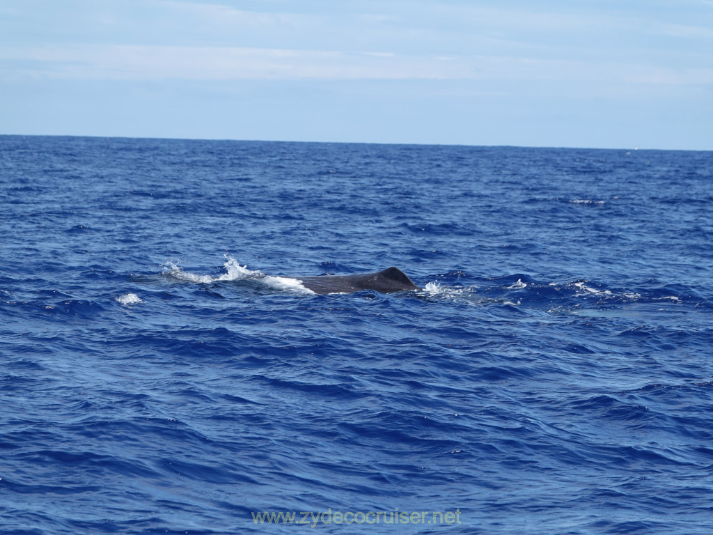 Carnival Venezia Transatlantic Cruise, Ponta Delgada, Moby Dick Whale and Dolphin Watching Tour, Sperm Whale