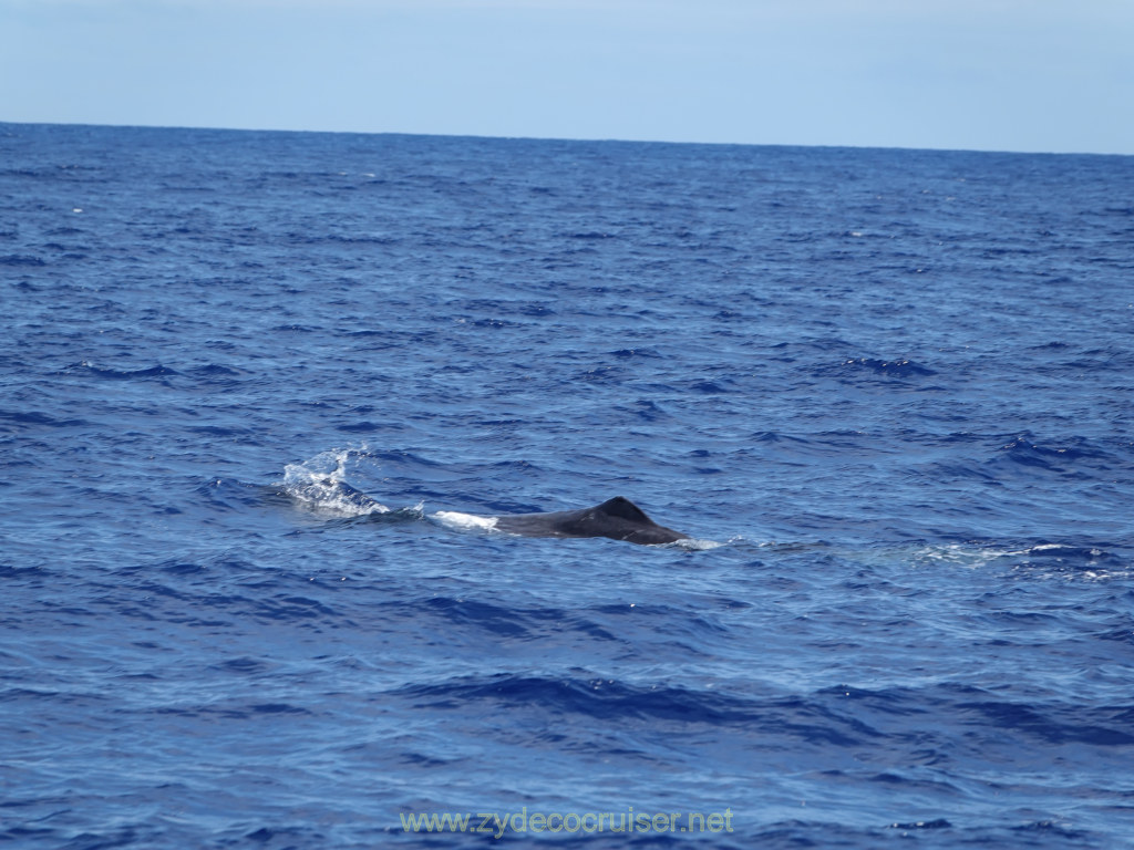 Carnival Venezia Transatlantic Cruise, Ponta Delgada, Moby Dick Whale and Dolphin Watching Tour, Sperm Whale