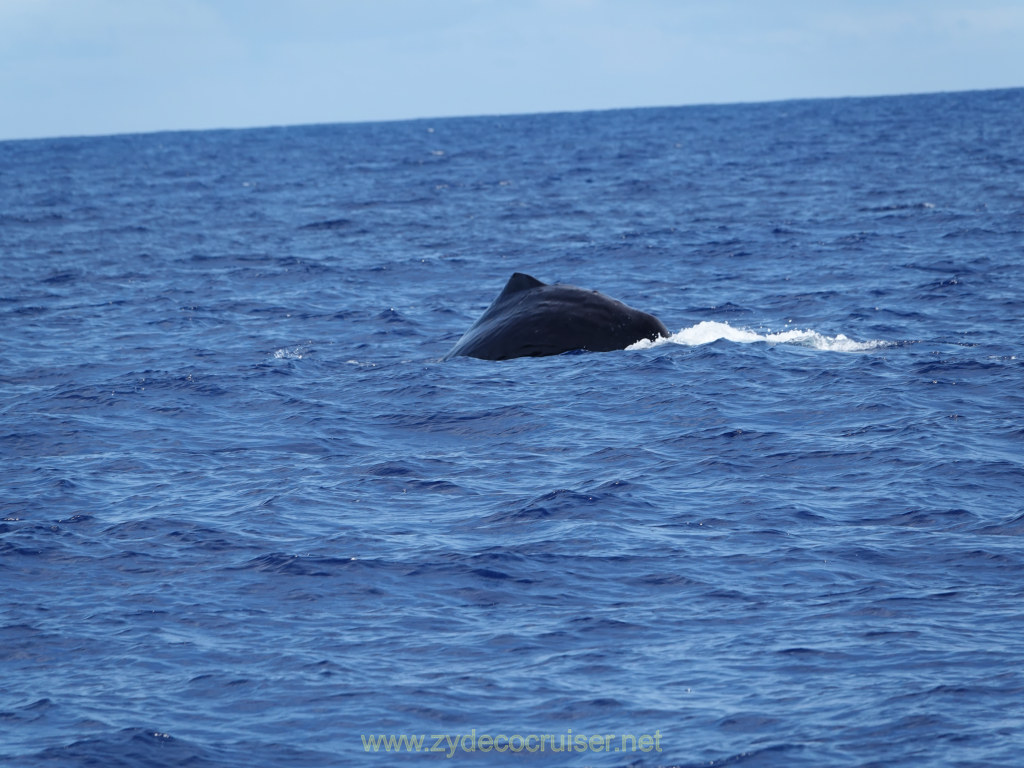 Carnival Venezia Transatlantic Cruise, Ponta Delgada, Moby Dick Whale and Dolphin Watching Tour, Sperm Whale