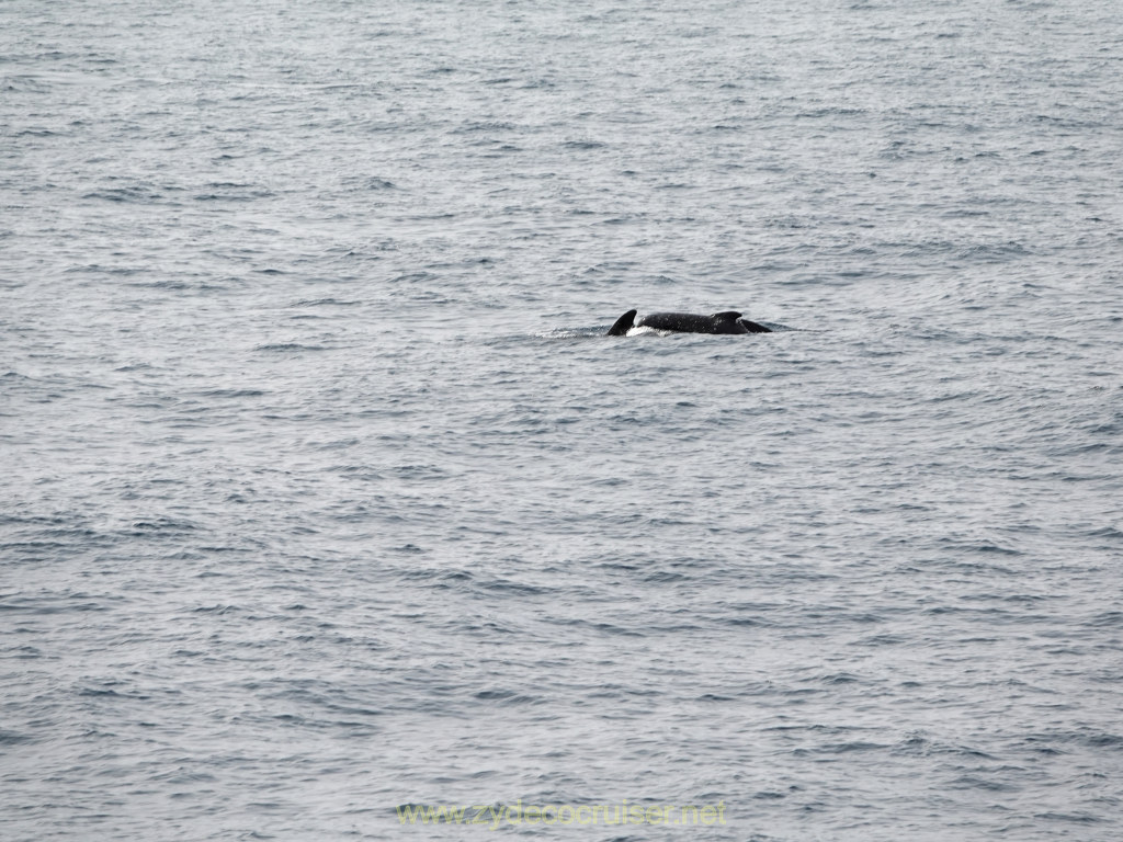 003: Carnival Venezia Transatlantic Cruise, Sea Day 8, Dolphins!