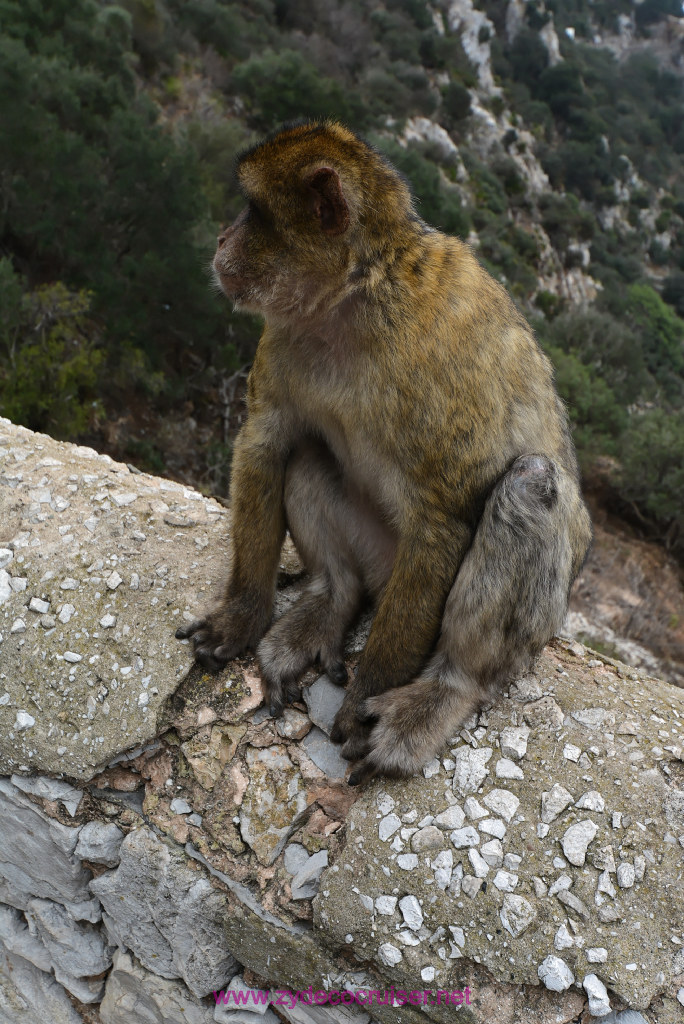 206: Carnival Vista Transatlantic Cruise, Gibraltar, Ape