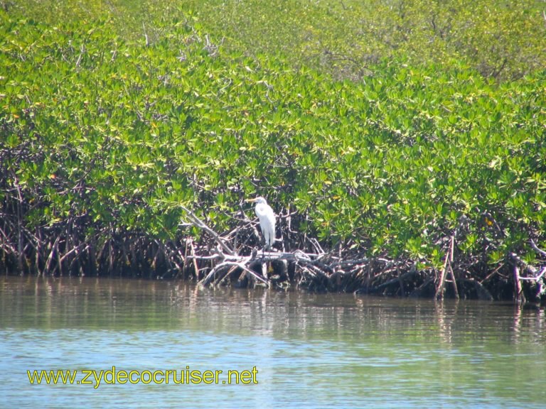 026: Carnival Liberty, Eli's Adventure Antigua Eco Tour, An egret. Also saw some stingrays swimming around, but too deep to photo.