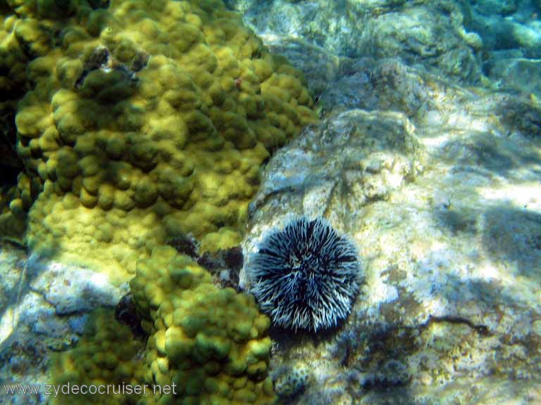 100: Sailing Yacht Arabella - British Virgin Islands - Snorkeling at The Indians