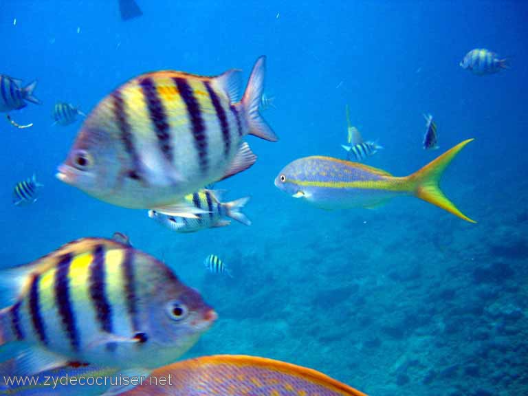 148: Sailing Yacht Arabella - British Virgin Islands - Norman Island - Snorkeling The Caves