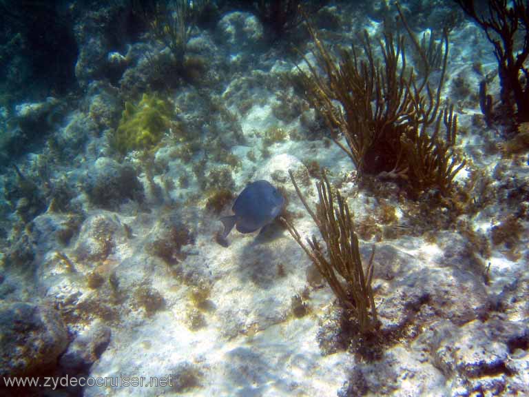 265: Sailing Yacht Arabella - British Virgin Islands - Snorkeling at Loblolly Bay