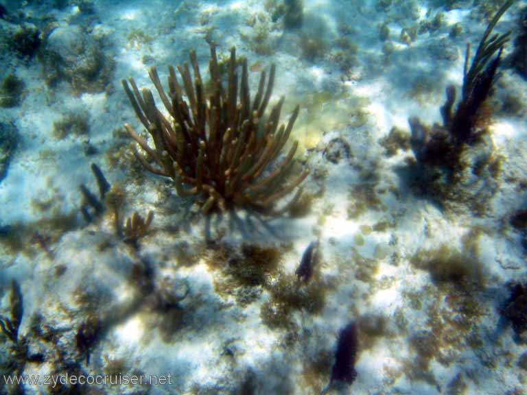 271: Sailing Yacht Arabella - British Virgin Islands - Snorkeling at Loblolly Bay