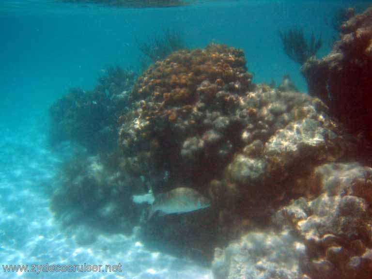 275: Sailing Yacht Arabella - British Virgin Islands - Snorkeling at Loblolly Bay