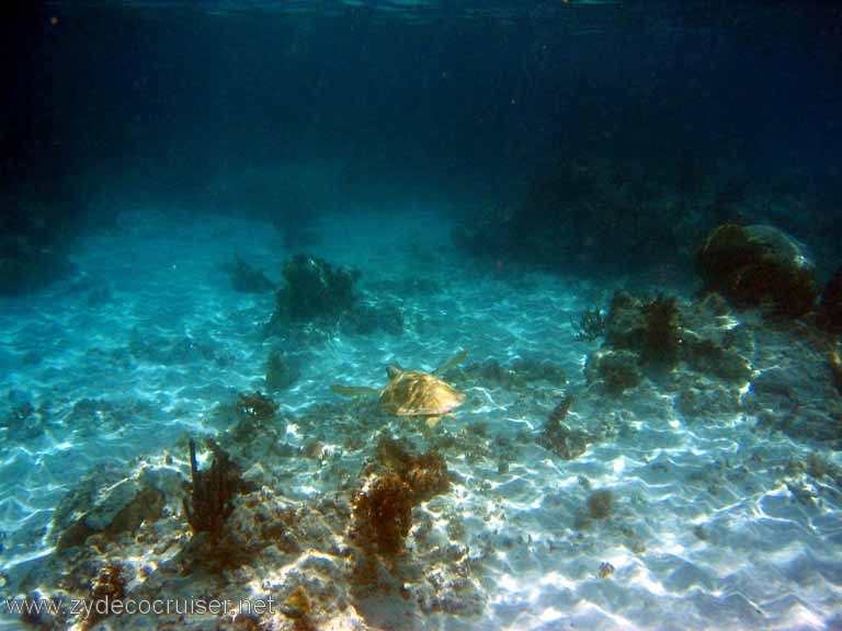 285: Sailing Yacht Arabella - British Virgin Islands - Snorkeling at Loblolly Bay