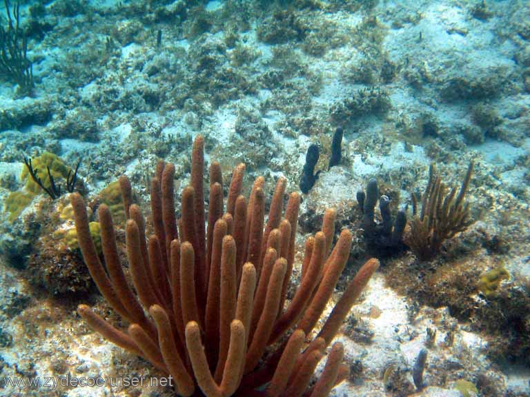 294: Sailing Yacht Arabella - British Virgin Islands - Snorkeling at Loblolly Bay