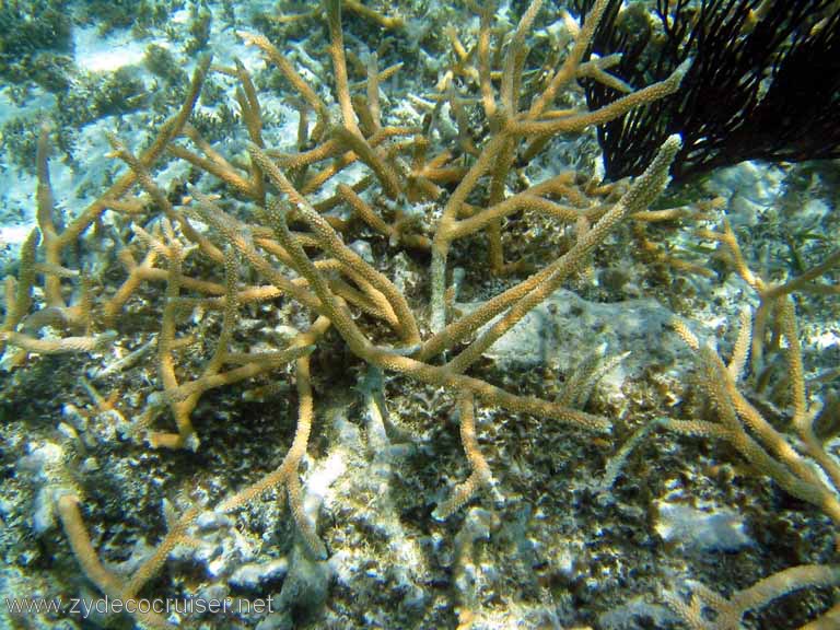 302: Sailing Yacht Arabella - British Virgin Islands - Snorkeling at Loblolly Bay