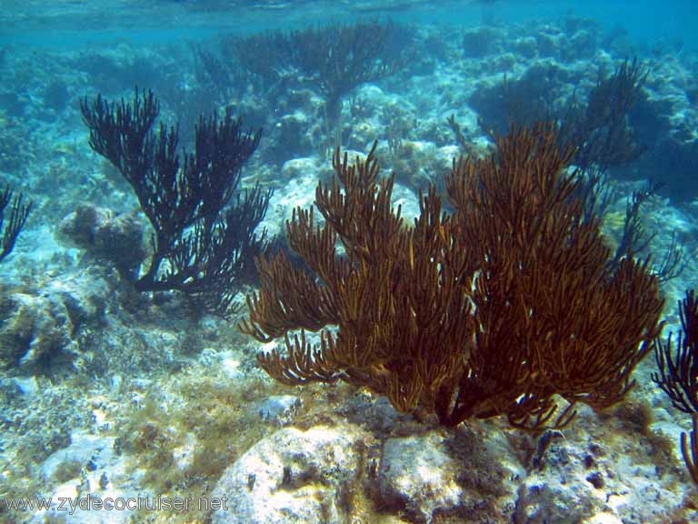 305: Sailing Yacht Arabella - British Virgin Islands - Snorkeling at Loblolly Bay