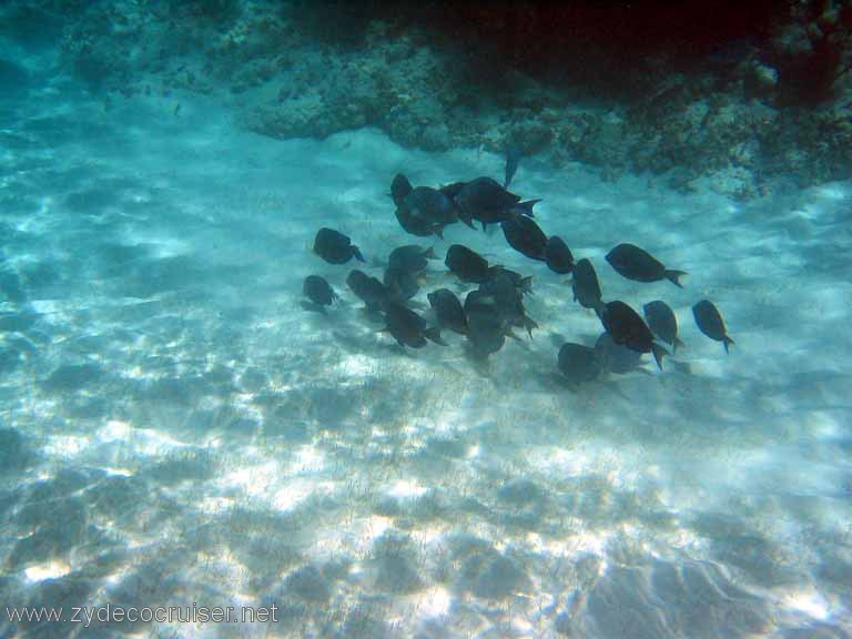 306: Sailing Yacht Arabella - British Virgin Islands - Snorkeling at Loblolly Bay