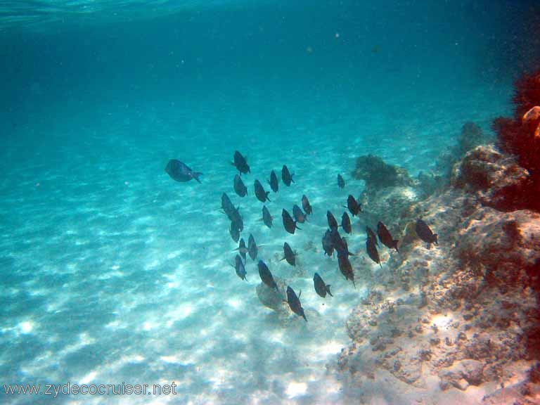 307: Sailing Yacht Arabella - British Virgin Islands - Snorkeling at Loblolly Bay