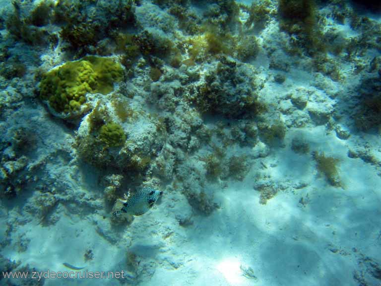 310: Sailing Yacht Arabella - British Virgin Islands - Snorkeling at Loblolly Bay