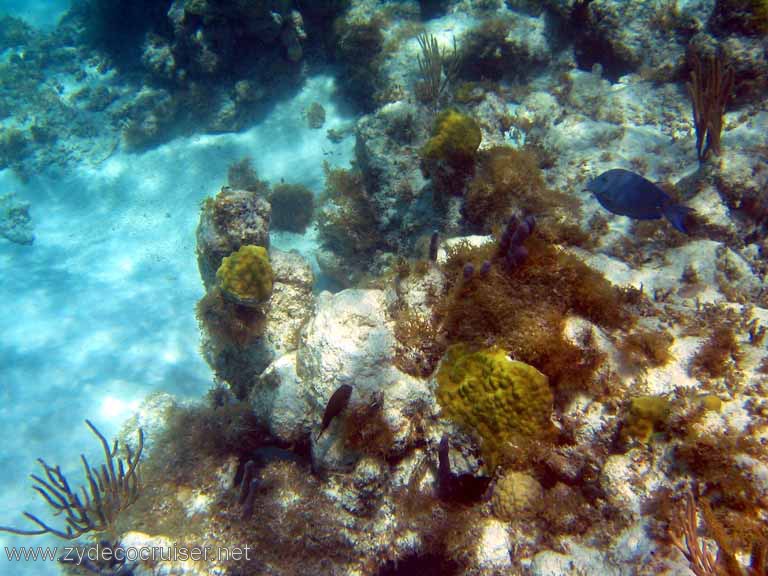 312: Sailing Yacht Arabella - British Virgin Islands - Snorkeling at Loblolly Bay