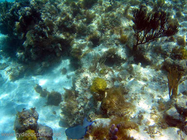 313: Sailing Yacht Arabella - British Virgin Islands - Snorkeling at Loblolly Bay