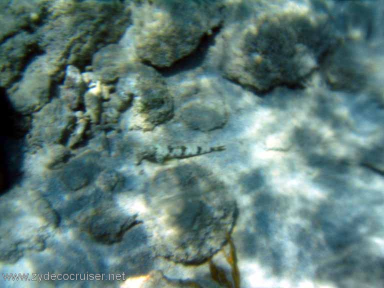 429: Sailing Yacht Arabella - British Virgin Islands - Cooper Island - Cistern Rock Snorkeling