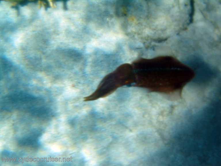 431: Sailing Yacht Arabella - British Virgin Islands - Cooper Island - Cistern Rock Snorkeling - Caribbean Reef Squid