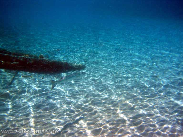 439: Sailing Yacht Arabella - British Virgin Islands - Cooper Island - Cistern Rock Snorkeling - Barracuda