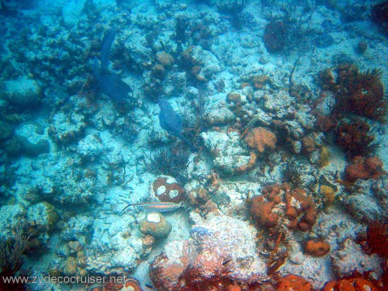 490: Sailing Yacht Arabella - British Virgin Islands - Jost Van Dyke Snorkeling - 